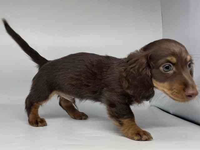 徳島県のカニンヘンダックスフンド(ロング) (ひごペットフレンドリーゆめタウン徳島店/2025年12月2日生まれ/男の子/チョコレートタン)の子犬の3枚目の画像