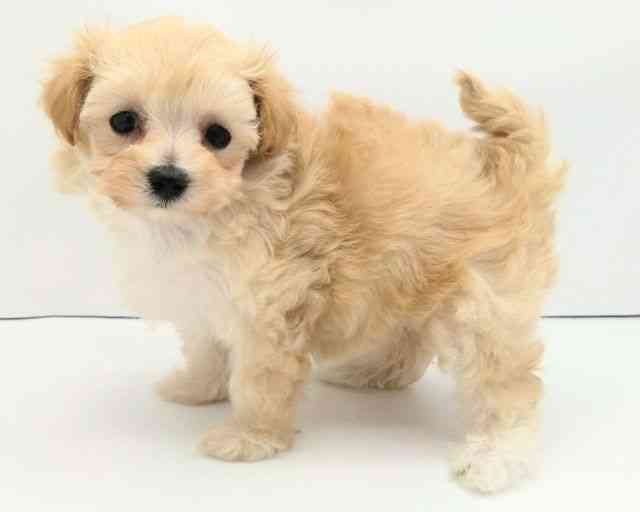 兵庫県のハーフ犬・ミックス犬 (ひごペットフレンドリークラウンパーク伊丹店/2025年12月4日生まれ/女の子/クリーム)の子犬の3枚目の画像