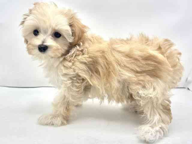 兵庫県のハーフ犬・ミックス犬 (ひごペットフレンドリークラウンパーク伊丹店/2025年12月4日生まれ/女の子/クリーム)の子犬の3枚目の画像