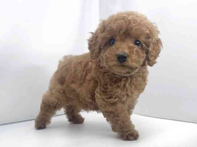 兵庫県のトイプードル(トイ) (ひごペットフレンドリーイオンタウン加古川店/2025年12月5日生まれ/男の子/オレンジフォーン)の子犬の3枚目の画像