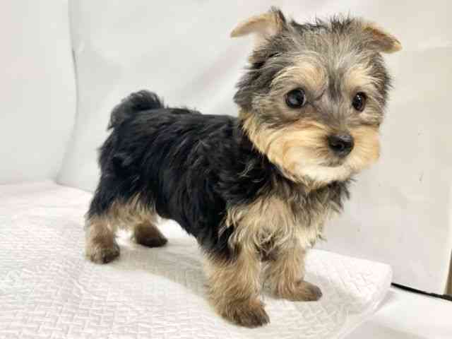 高知県のヨークシャーテリア (ひごペットフレンドリーイオンモール高知店/2025年12月7日生まれ/女の子/スチールブルータン)の子犬の3枚目の画像