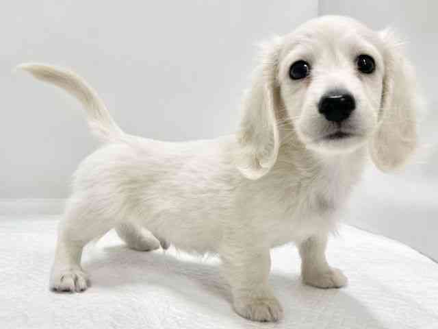 高知県のミニチュアダックスフンド(ロング) (ひごペットフレンドリーイオンモール高知店/2025年12月5日生まれ/男の子/イエロー)の子犬の3枚目の画像