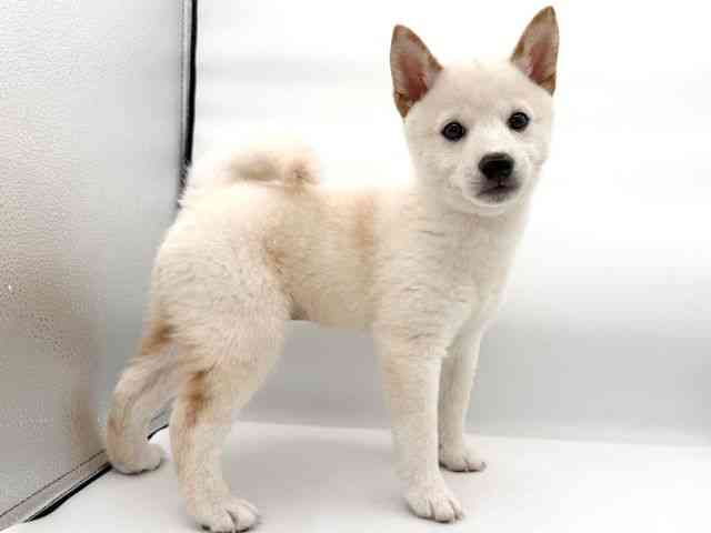 大阪府の柴犬(標準サイズ) (ひごペットフレンドリーイオンそよら海老江店/2025年12月6日生まれ/男の子/白)の子犬の3枚目の画像