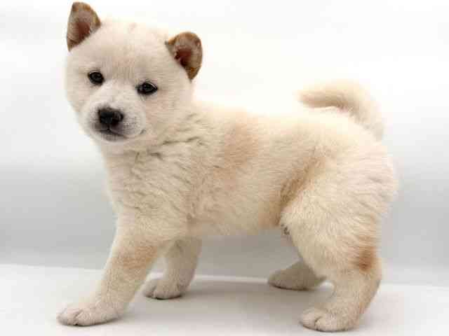 大阪府の柴犬(標準サイズ) (ひごペットフレンドリーイオンそよら海老江店/2025年12月6日生まれ/男の子/白)の子犬の3枚目の画像