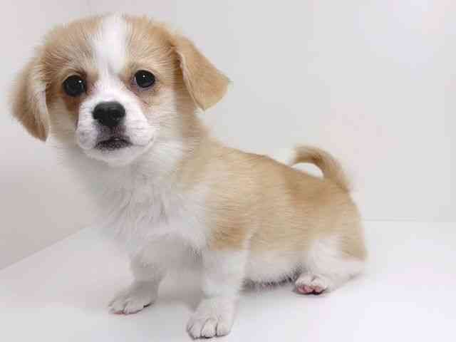 京都府のハーフ犬・ミックス犬 (ひごペットフレンドリーイズミヤショッピングセンター八幡店/2025年12月5日生まれ/女の子/レッドホワイト)の子犬の3枚目の画像