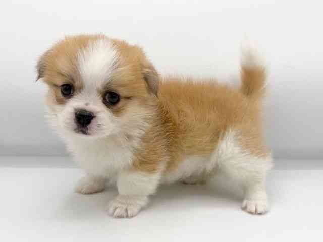 大阪府のハーフ犬・ミックス犬 (ひごペットフレンドリーららぽーとEXPOCITY店/2025年12月5日生まれ/女の子/レッドホワイト)の子犬の3枚目の画像