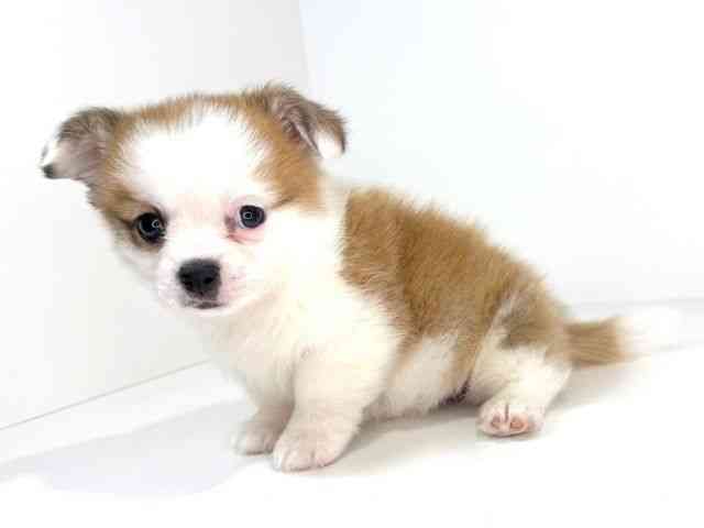 兵庫県のハーフ犬・ミックス犬 (ひごペットフレンドリーイトーヨーカドー明石店/2025年12月5日生まれ/男の子/レッドホワイト)の子犬の3枚目の画像