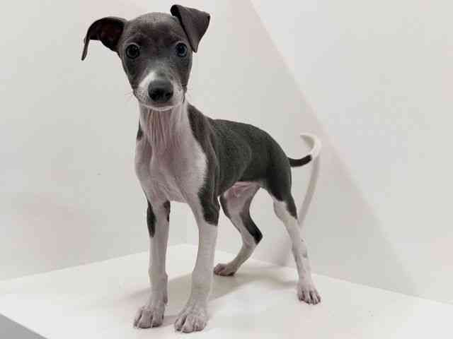 奈良県のイタリアングレーハウンド (ひごペットフレンドリーイオンモール橿原ウエスト・ビレッジ店/2025年11月29日生まれ/男の子/ブルーホワイト)の子犬の3枚目の画像