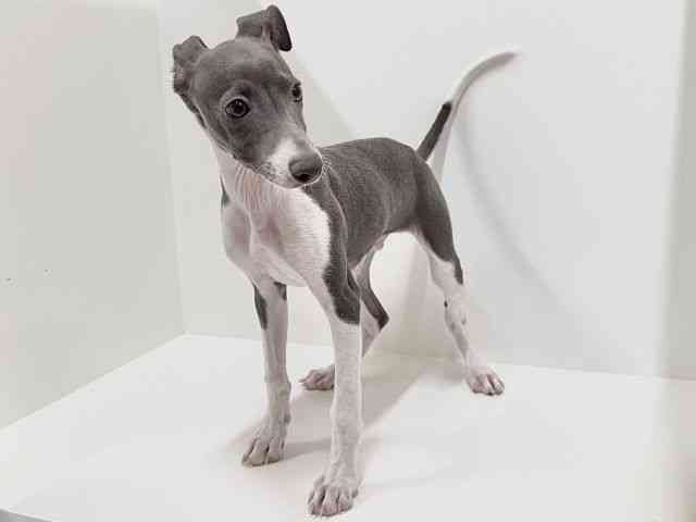 奈良県のイタリアングレーハウンド (ひごペットフレンドリーイオンモール橿原ウエスト・ビレッジ店/2025年11月29日生まれ/男の子/ブルーホワイト)の子犬の3枚目の画像