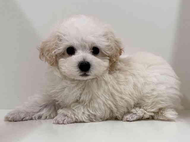 奈良県のトイプードル(トイ) (ひごペットフレンドリーイオンモール橿原ウエスト・ビレッジ店/2025年12月6日生まれ/男の子/ホワイト)の子犬の3枚目の画像
