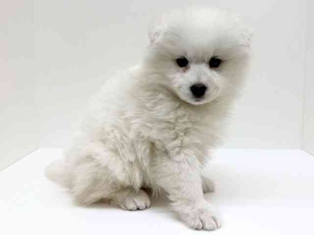 兵庫県のサモエド (ひごペットフレンドリーブルメールHAT神戸店/2025年12月5日生まれ/女の子/ホワイト)の子犬の3枚目の画像