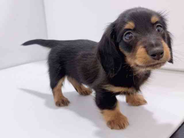 大阪府のカニンヘンダックスフンド(ロング) (ひごペットフレンドリーイズミヤショッピングセンター千里丘店/2025年12月6日生まれ/男の子/ブラックタン)の子犬の3枚目の画像