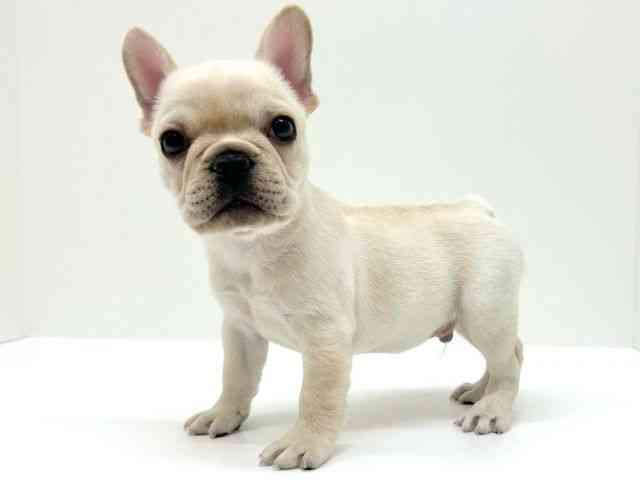 兵庫県のフレンチブルドッグ (ひごペットフレンドリーブルメールHAT神戸店/2025年12月5日生まれ/男の子/クリーム)の子犬の3枚目の画像