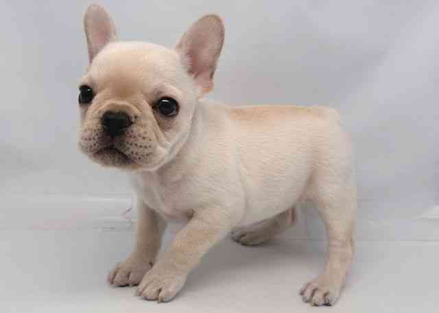 鳥取県のフレンチブルドッグ (ひごペットフレンドリーイオンモール鳥取北店/2025年12月5日生まれ/女の子/クリーム)の子犬の3枚目の画像