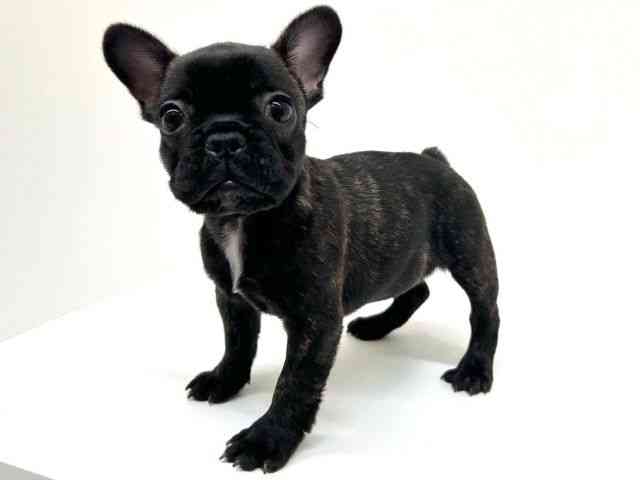 兵庫県のフレンチブルドッグ (ひごペットフレンドリーブルメールHAT神戸店/2025年12月5日生まれ/女の子/ブリンドルホワイト)の子犬の3枚目の画像