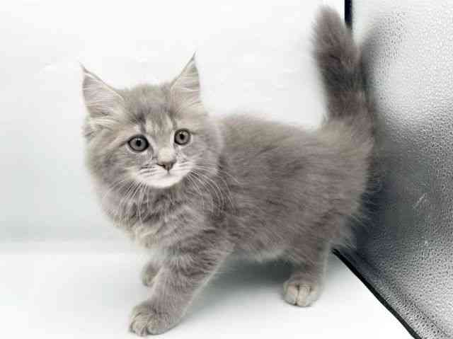 奈良県のサイベリアン (ひごペットフレンドリートナリエ大和高田店/2025年11月27日生まれ/男の子/ブルータビー)の子猫の3枚目の画像