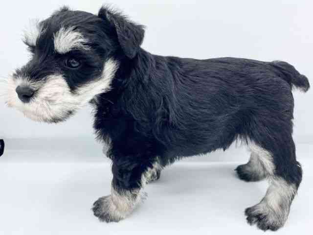 大阪府のミニチュアシュナウザー (ひごペットフレンドリーららぽーとEXPOCITY店/2025年12月6日生まれ/男の子/ブラックシルバー)の子犬の3枚目の画像