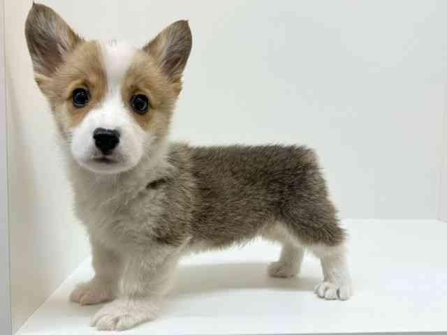 兵庫県のウェルシュコーギーペンブローク (ひごペットフレンドリーブルメールHAT神戸店/2025年12月6日生まれ/男の子/レッドホワイト)の子犬の3枚目の画像