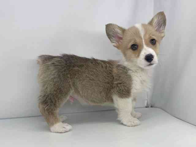 兵庫県のウェルシュコーギーペンブローク (ひごペットフレンドリーイオンタウン加古川店/2025年12月6日生まれ/男の子/レッドホワイト)の子犬の3枚目の画像