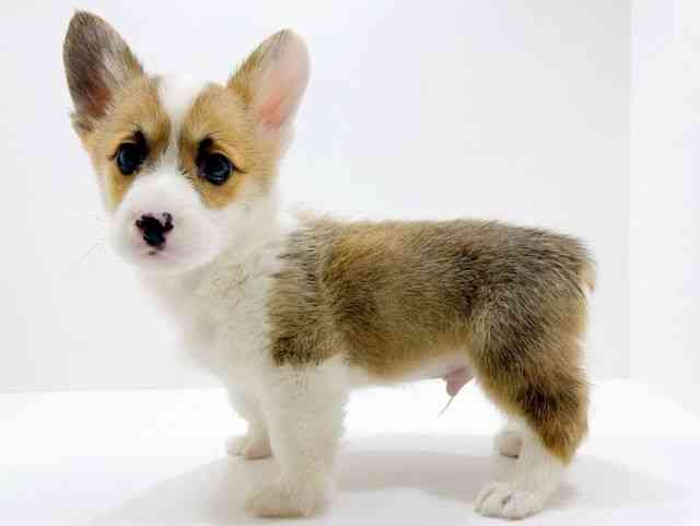 広島県のウェルシュコーギーペンブローク (ひごペットフレンドリーフジグラン神辺店/2025年12月6日生まれ/男の子/レッドホワイト)の子犬の3枚目の画像