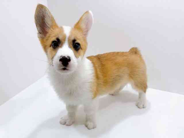 広島県のウェルシュコーギーペンブローク (ひごペットフレンドリーフジグラン神辺店/2025年12月6日生まれ/男の子/レッドホワイト)の子犬の3枚目の画像