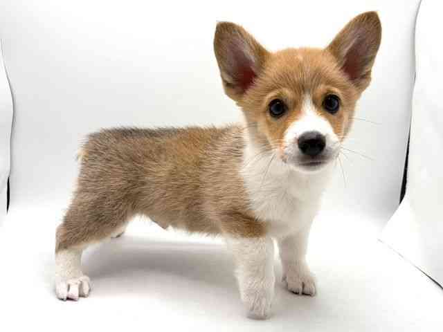 奈良県のウェルシュコーギーペンブローク (ひごペットフレンドリー田原本店/2025年12月5日生まれ/男の子/レッドホワイト)の子犬の3枚目の画像