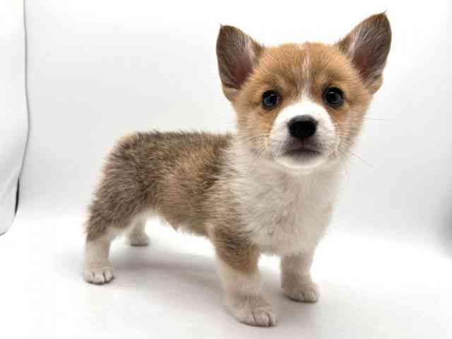 奈良県のウェルシュコーギーペンブローク (ひごペットフレンドリー田原本店/2025年12月5日生まれ/男の子/レッドホワイト)の子犬の3枚目の画像