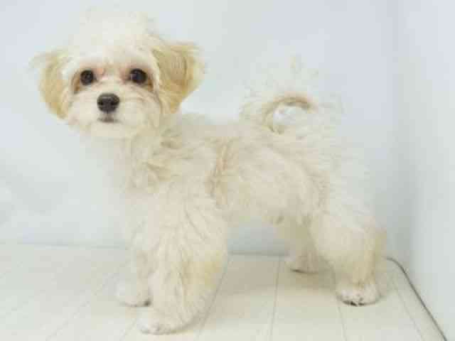 福岡県のマルプー(マルチーズ×プードル) (ひごペットフレンドリーゆめタウン筑紫野店/2025年12月7日生まれ/男の子/アプリコット)の子犬の3枚目の画像