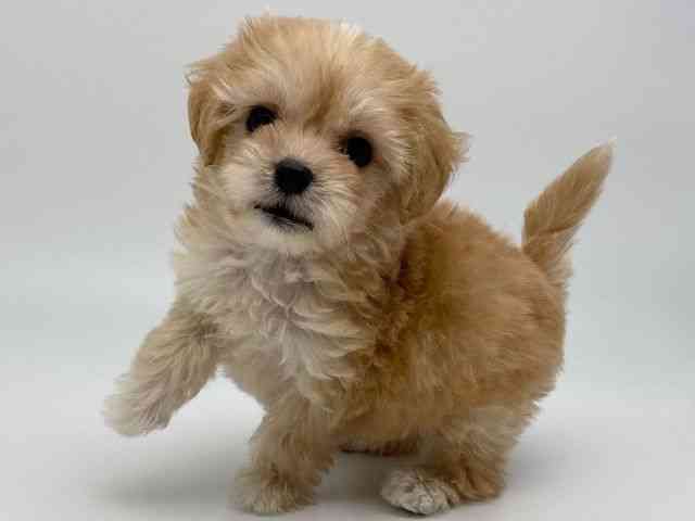 島根県のマルプー(マルチーズ×プードル) (ひごペットフレンドリーイオンモール出雲店/2025年12月7日生まれ/男の子/アプリコット)の子犬の3枚目の画像