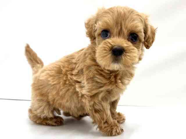 大阪府のマルプー(マルチーズ×プードル) (ひごペットフレンドリーイオンタウン茨木太田店/2025年12月6日生まれ/女の子/アプリコット)の子犬の3枚目の画像