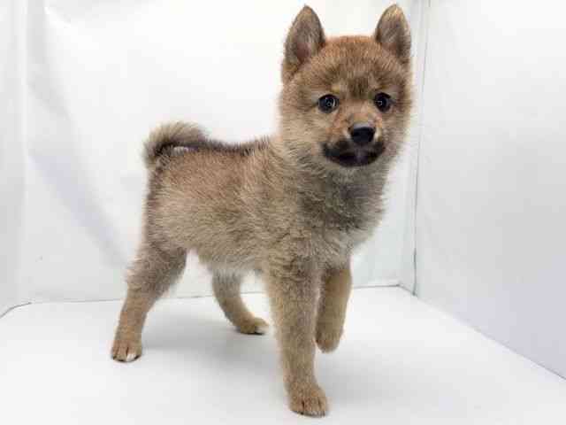 京都府のポメ柴/豆ポメ/ポメ豆柴(ポメラニアン×柴犬) (ひごペットフレンドリー洛北阪急スクエア店/2025年12月5日生まれ/女の子/レッド)の子犬の3枚目の画像