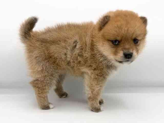 大阪府のポメ柴/豆ポメ/ポメ豆柴(ポメラニアン×柴犬) (ひごペットフレンドリーららぽーとEXPOCITY店/2025年12月5日生まれ/女の子/レッド)の子犬の3枚目の画像