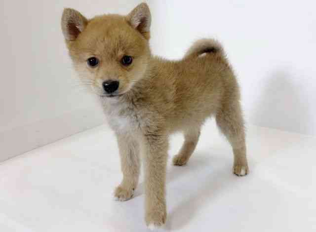 大阪府のポメ柴/豆ポメ/ポメ豆柴(ポメラニアン×柴犬) (ひごペットフレンドリーアクロスプラザ住之江店/2025年12月5日生まれ/女の子/レッド)の子犬の3枚目の画像