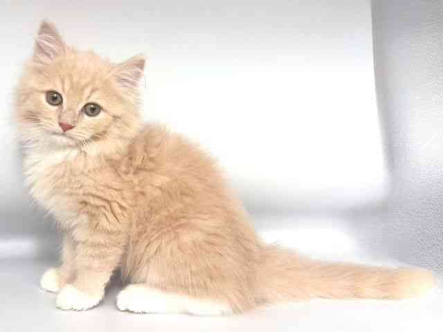 大阪府のサイベリアン (ひごペットフレンドリー岸和田店/2025年12月6日生まれ/男の子/クリームタビーホワイト)の子猫の3枚目の画像