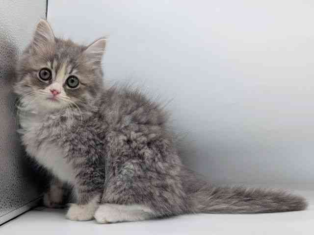 香川県のサイベリアン (ひごペットフレンドリーゆめタウン高松店/2025年12月6日生まれ/男の子/ブルータビーホワイト)の子猫の3枚目の画像