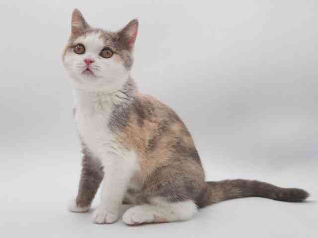 大阪府のブリティッシュショートヘアー (ひごペットフレンドリー泉ヶ丘店/2025年12月6日生まれ/女の子/ライラッククリーム＆ホワイト)の子猫の3枚目の画像