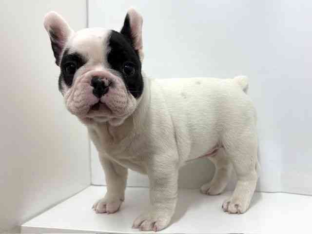 大阪府のフレンチブルドッグ (ひごペットフレンドリーベルファⅡ都島店/2025年12月6日生まれ/男の子/パイド)の子犬の3枚目の画像