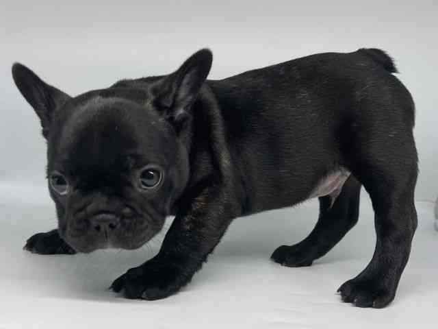 徳島県のフレンチブルドッグ (ひごペットフレンドリーゆめタウン徳島店/2025年12月6日生まれ/男の子/ブリンドル)の子犬の3枚目の画像