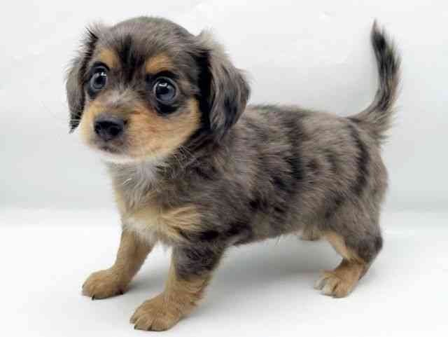 奈良県のチワックス(チワワ×ダックス) (ひごペットフレンドリートナリエ大和高田店/2025年12月6日生まれ/男の子/シルバーダップル)の子犬の3枚目の画像