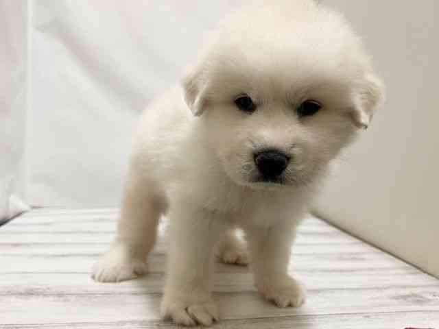 和歌山県のグレートピレニーズ (ひごペットフレンドリーパームシティ和歌山店/2025年12月5日生まれ/男の子/ホワイト)の子犬の3枚目の画像