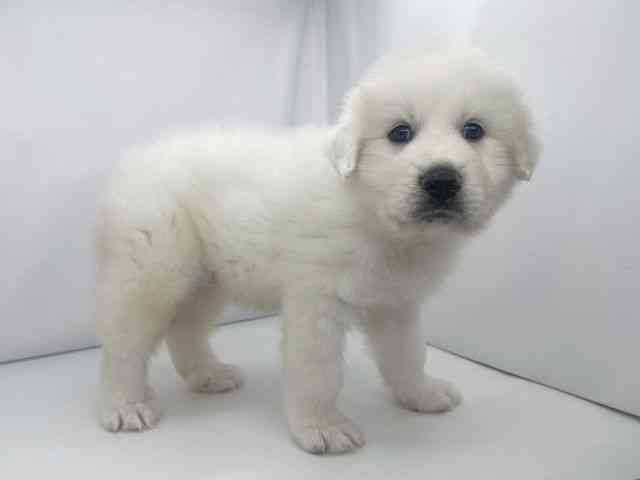 兵庫県のグレートピレニーズ (ひごペットフレンドリーイオンタウン加古川店/2025年12月5日生まれ/男の子/ホワイト)の子犬の3枚目の画像