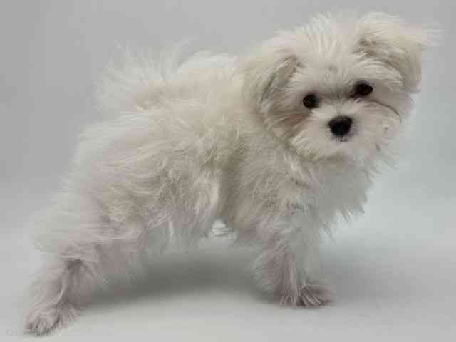 島根県のポメマル/マルポメ(ポメラニアン×マルチーズ) (ひごペットフレンドリーイオンモール出雲店/2025年12月6日生まれ/男の子/ホワイト)の子犬の3枚目の画像