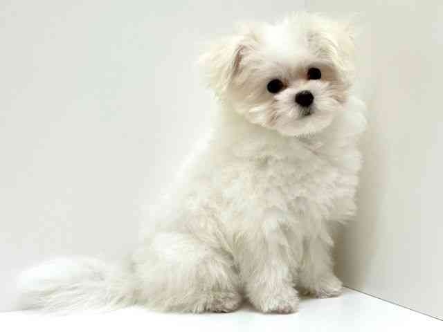 兵庫県のポメマル/マルポメ(ポメラニアン×マルチーズ) (ひごペットフレンドリーブルメールHAT神戸店/2025年12月6日生まれ/男の子/ホワイト)の子犬の3枚目の画像