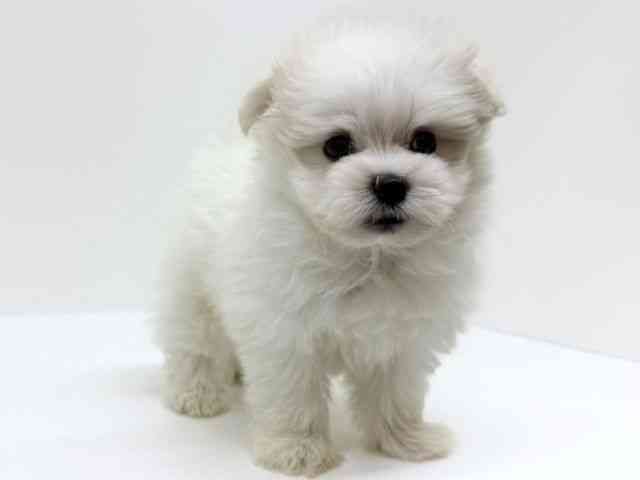兵庫県のポメマル/マルポメ(ポメラニアン×マルチーズ) (ひごペットフレンドリーブルメールHAT神戸店/2025年12月6日生まれ/男の子/ホワイト)の子犬の3枚目の画像