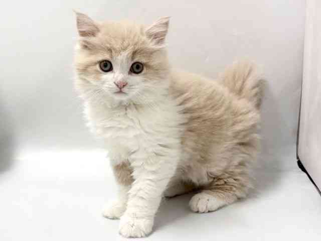 京都府のサイベリアン (ひごペットフレンドリー京都店/2025年12月2日生まれ/男の子/クリームタビーホワイト)の子猫の3枚目の画像