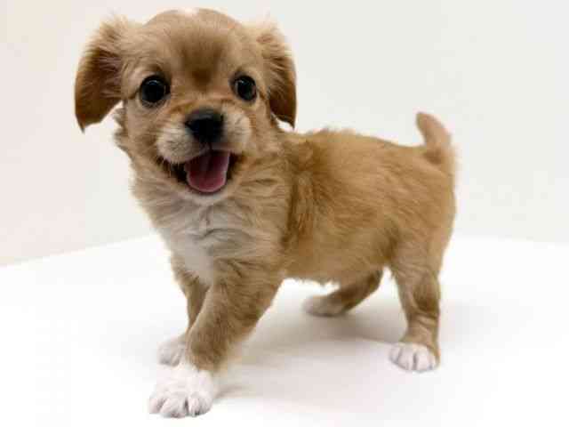 兵庫県のキャバチワ/チワキャバ(キャバリア×チワワ) (ひごペットフレンドリーブルメールHAT神戸店/2025年12月2日生まれ/女の子/ルビー)の子犬の3枚目の画像