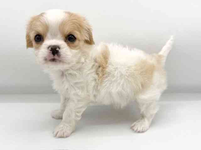 大阪府のキャバチワ/チワキャバ(キャバリア×チワワ) (ひごペットフレンドリーららぽーとEXPOCITY店/2025年12月2日生まれ/男の子/ブレンハイム)の子犬の3枚目の画像