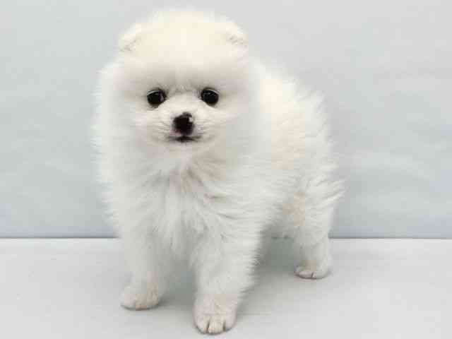 大阪府のポメラニアン (ひごペットフレンドリーイトーヨーカドー津久野店/2025年12月6日生まれ/男の子/ホワイト)の子犬の3枚目の画像