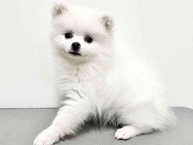 大阪府のポメラニアン (ひごペットフレンドリーイトーヨーカドー津久野店/2025年12月6日生まれ/男の子/ホワイト)の子犬の3枚目の画像