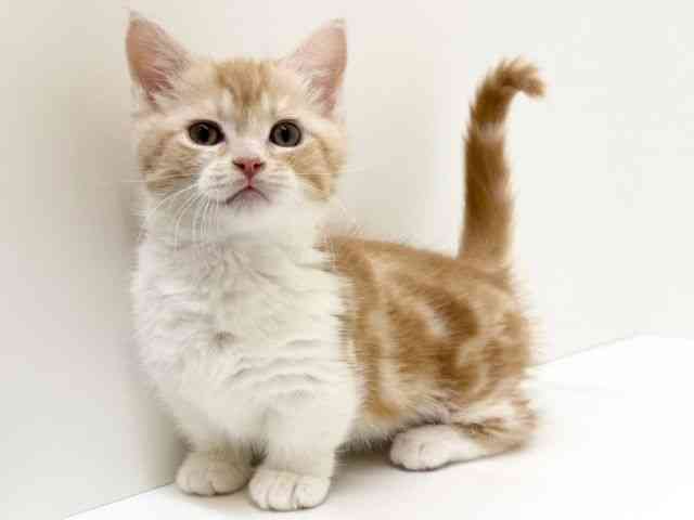 兵庫県のマンチカン (ひごペットフレンドリーブルメールHAT神戸店/2025年12月6日生まれ/男の子/レッドタビーホワイト)の子猫の3枚目の画像